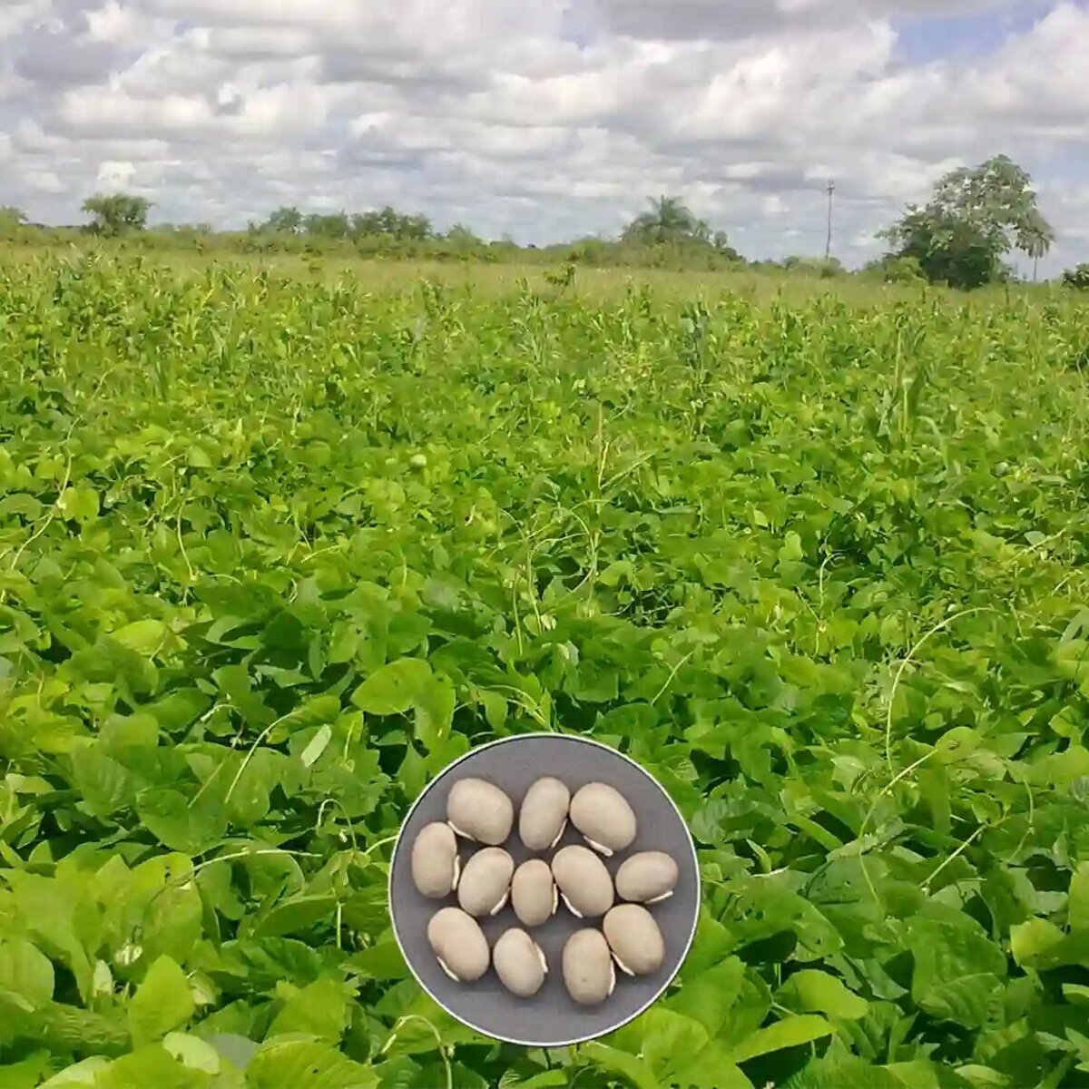 Semilla De Mucuna Ceniza Umss